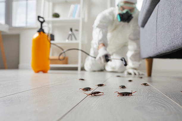 Post-Treatment Bed Bug Interceptor Monitoring in Rheems